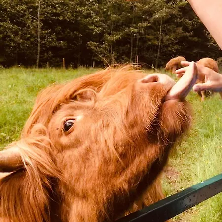 Apartamento Haus Jenni Im Schwarzwald, 3,5-zimmer, Grosse Terrasse